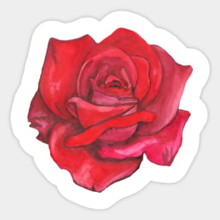 Watercolor red rose Sticker